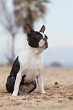 BOSTON TERRIER 391